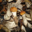 Dried Mushroom mix ( Boletus, Porcini) 3oz + free recipes