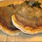 Turkey tail large natural wood fungi.