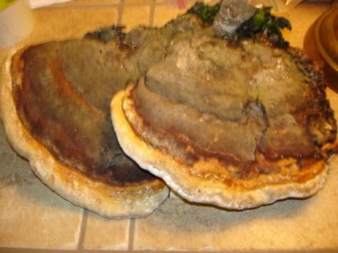 Turkey tail large natural wood fungi.