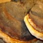 Turkey tail large natural wood fungi.