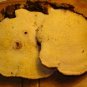 Turkey tail large natural wood fungi.