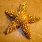 Large gold tone metal button in shape of sea star.