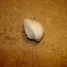 Shell button in shape of ocean shell.