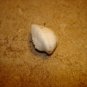 Shell button in shape of ocean shell.