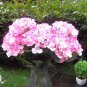 Artificial Elegant Seashells Hydrangea Artificial Flowers