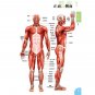 From Human Body Anatomy Learn Figure Painting  (Chinese Edition)