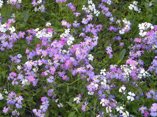 100 Seeds Virginia StockMalcolmia maritima SWEET SCENT ATTRACTS