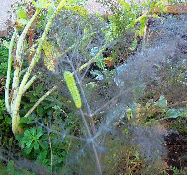 200 Seeds Smokey Bronze Fennel Foeniculum vulgare rubrumBUTTERFLY HOST PLANT