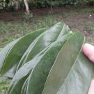 120 soursop graviola guanabana annona muricata guabayo corossol dried leaves