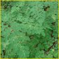 2 Oz Moringa Oleifera Leaf Powder, No Fillers, 100% Organic Pure and Natural, non GMO