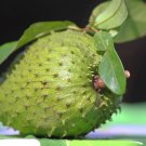 65 Soursop Guanabana Graviola Corossol Soursop Annona Muricata Guabayo guanabana seeds