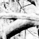Arrow Wraps Crosstimbers Blizzard 2 1-Dozen Vanes Feathers Fletchings