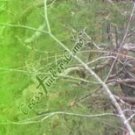 Arrow Wraps CrossTimbers Camo MoWinter 1 Fade Green 1-Dozen Vanes Feathers