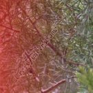 Arrow Wraps CrossTimbers Camo Cedar 1 Fade Red 1-Dozen Vanes Feathers