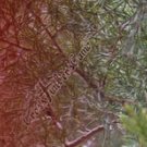 Arrow Wraps CrossTimbers Camo Cedar 1 Fade Maroon 1-Dozen Vanes Feathers