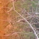 Arrow Wraps CrossTimbers Camo MoWinter 1 Fade Orange 1-Dozen Vanes Feathers