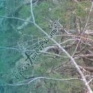 Arrow Wraps CrossTimbers Camo MoWinter 1 Fade Teal 1-Dozen Vanes Feathers