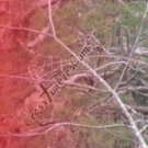 Arrow Wraps CrossTimbers Camo MoWinter 1 Fade Red 1-Dozen Vanes Feathers