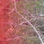 Arrow Wraps CrossTimbers Camo MoWinter 1 Fade Red 1-Dozen Vanes Feathers