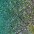 Arrow Wraps CrossTimbers Camo Cedar 1 Fade Teal 1-Dozen Vanes Feathers