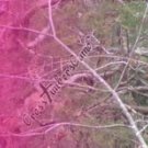 Arrow Wraps CrossTimbers Camo MoWinter 1 Fade Pink 1-Dozen Vanes Feathers