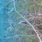 Arrow Wraps CrossTimbers Camo MoWinter 1 Fade Blue 1-Dozen Vanes Feathers