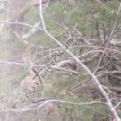 Arrow Wraps CrossTimbers Camo MoWinter 1 Fade White 1-Dozen Vanes Feathers