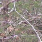 Arrow Wraps CrossTimbers Camo TC Mo Winter 1 12+2 FREE Vanes Feathers