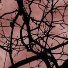 Arrow Wraps CrossTimbers Camo Sunset TC15N 12+2 Free Wraps Vanes Feathers