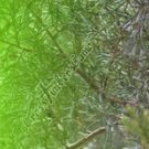 Arrow Wraps CrossTimbers Camo Cedar 1 Fade Green 1-Dozen Vanes Feathers