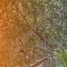 Arrow Wraps CrossTimbers Camo Cedar 1 Fade Orange 1-Dozen Vanes Feathers