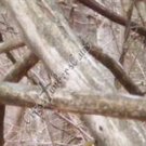 Arrow Wraps CrossTimbers Camo TC Fall View 1 12+2 FREE Vanes Feathers