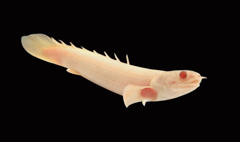 Albino eel in a tank