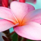 Perfect Plumeria