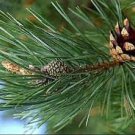 The Pine Curtain