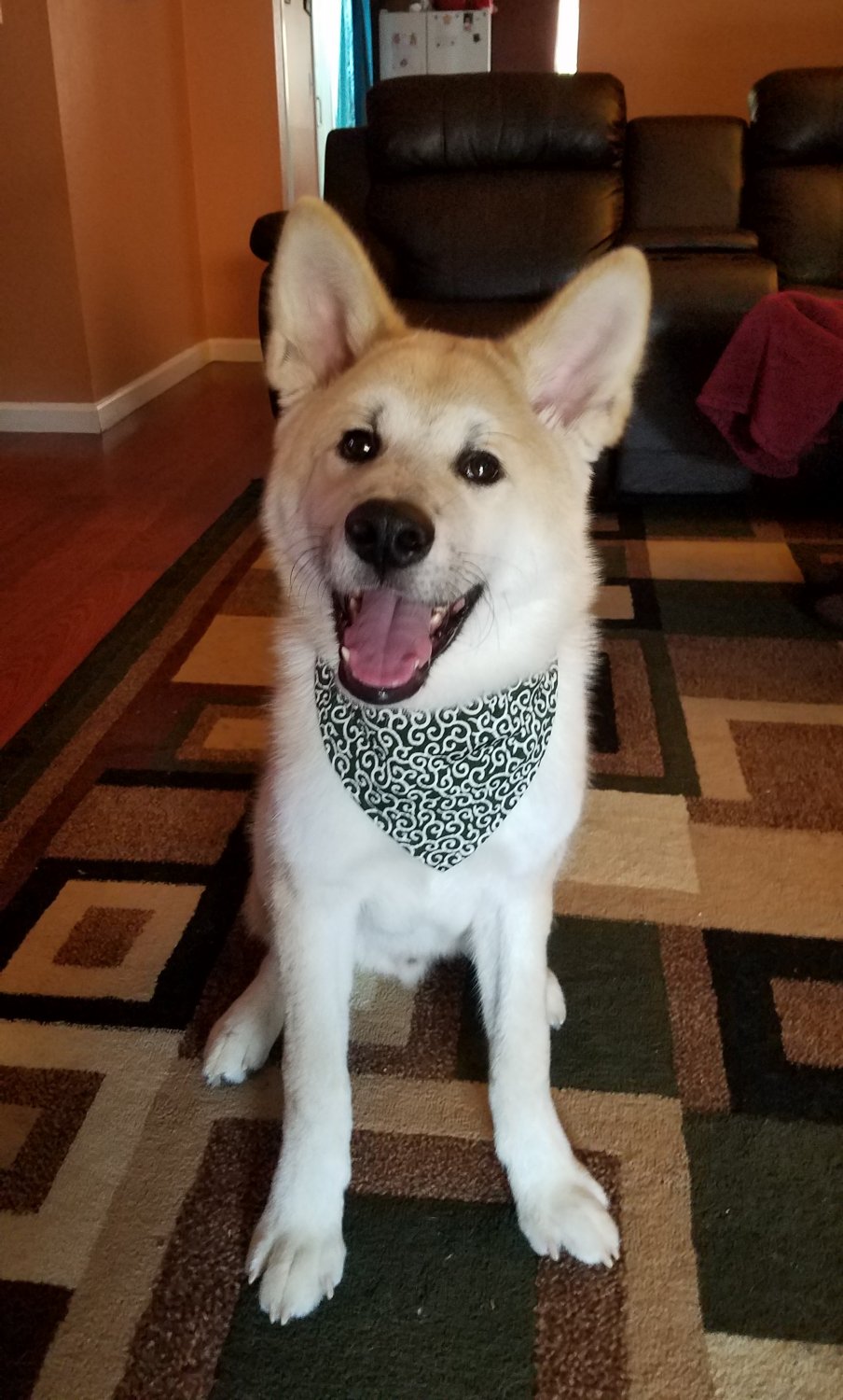 karakusa bandana