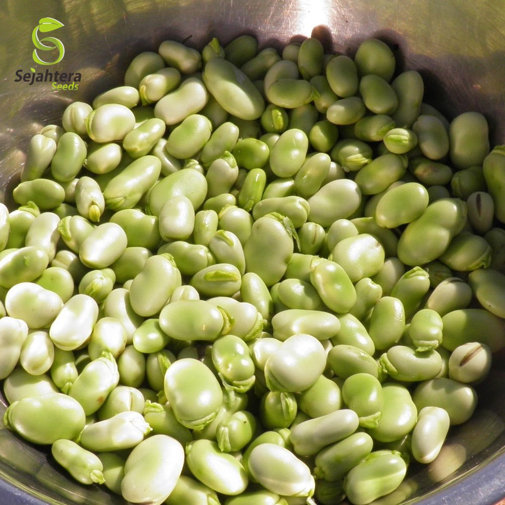 1 Packet (5 Seeds) Fava Bean Seeds, Broad Bean, Windsor Bean Healthy