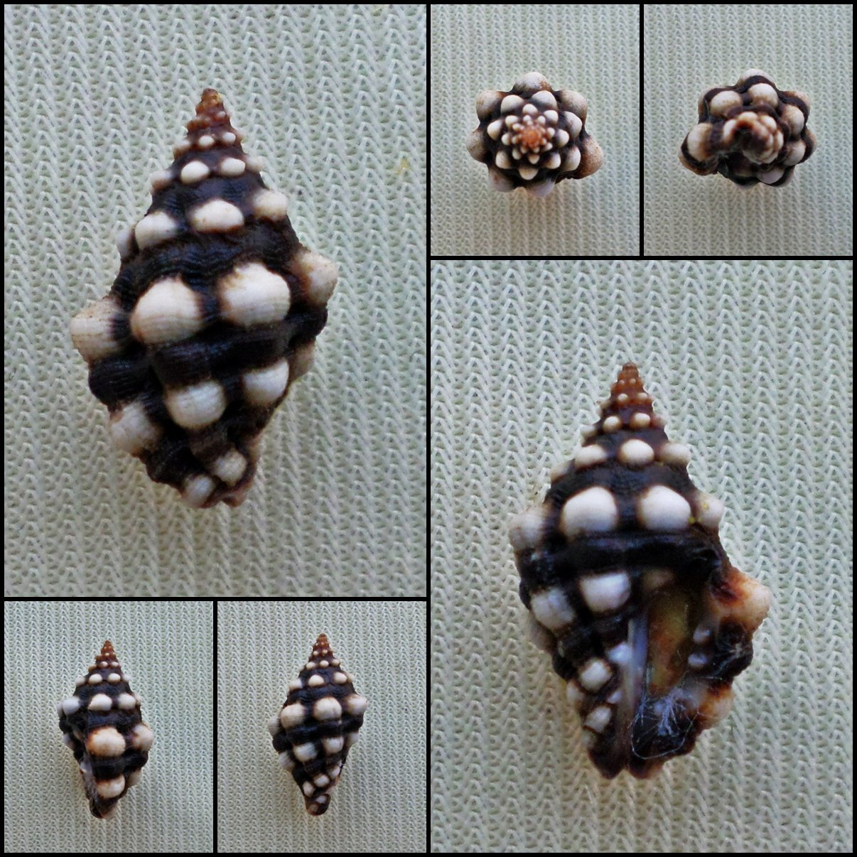 BDA10 - Morula anaxeres 14.43mm