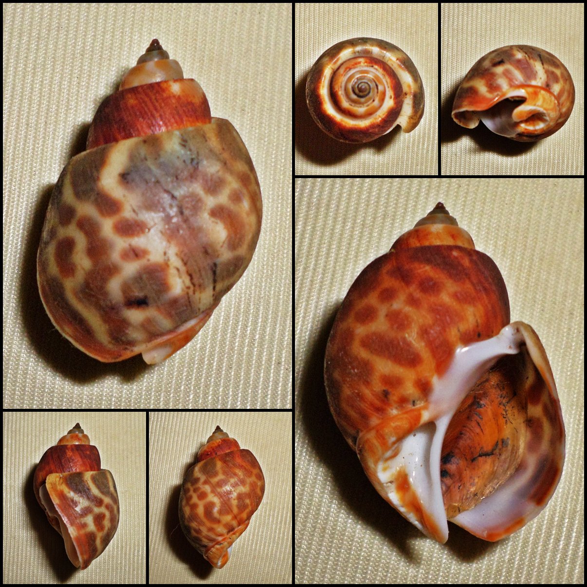 Babylonia spirata 40.11mm