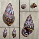 AAA26 - Amphidromus contrarius contrarius 32.67mm
