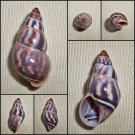AAA24 - Amphidromus contrarius contrarius 33.62mm