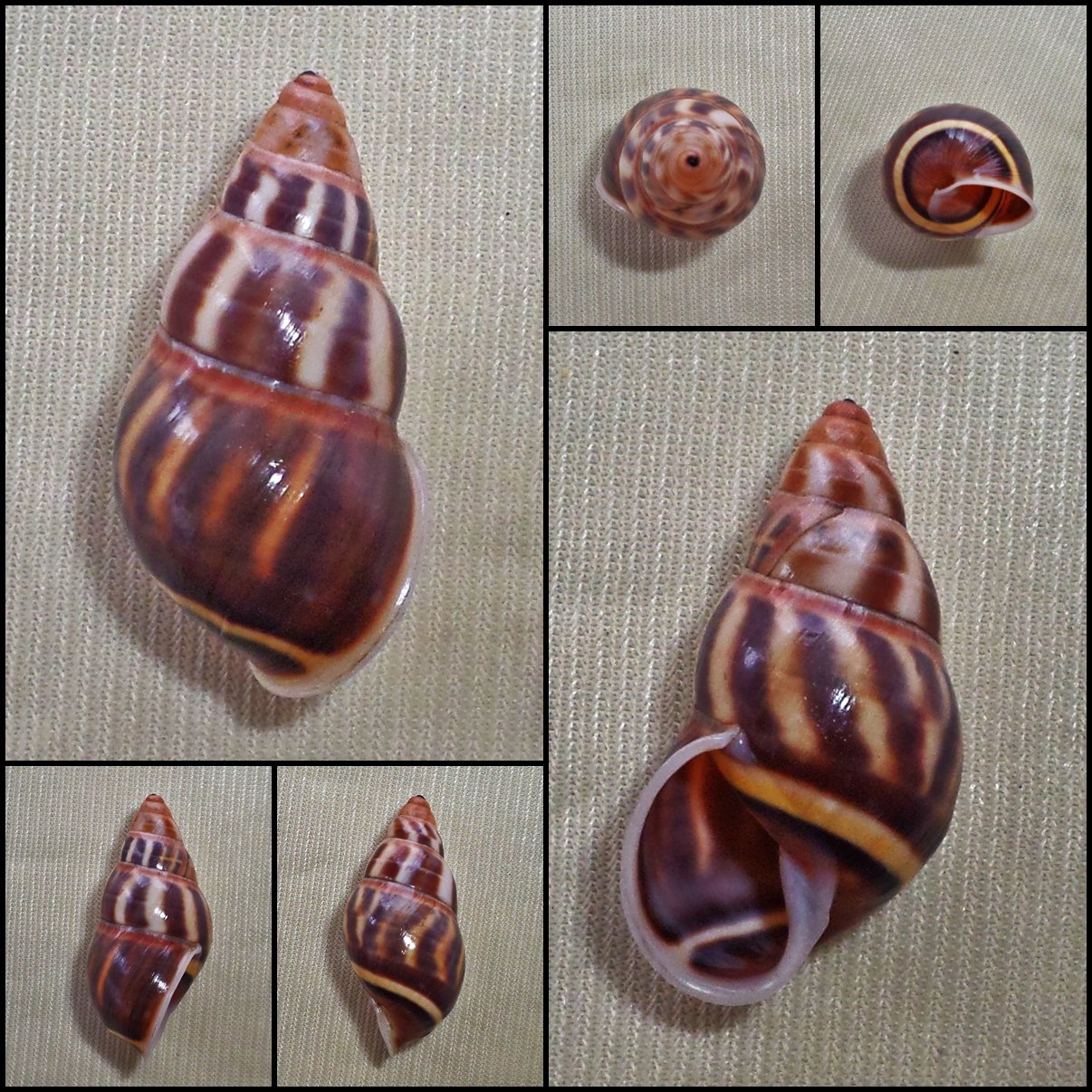 AEC01 - Amphidromus contrarius contrarius 31.08mm