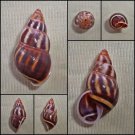 AEC01 - Amphidromus contrarius contrarius 31.08mm