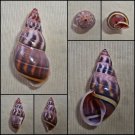AEC02 - Amphidromus contrarius contrarius 38.41mm