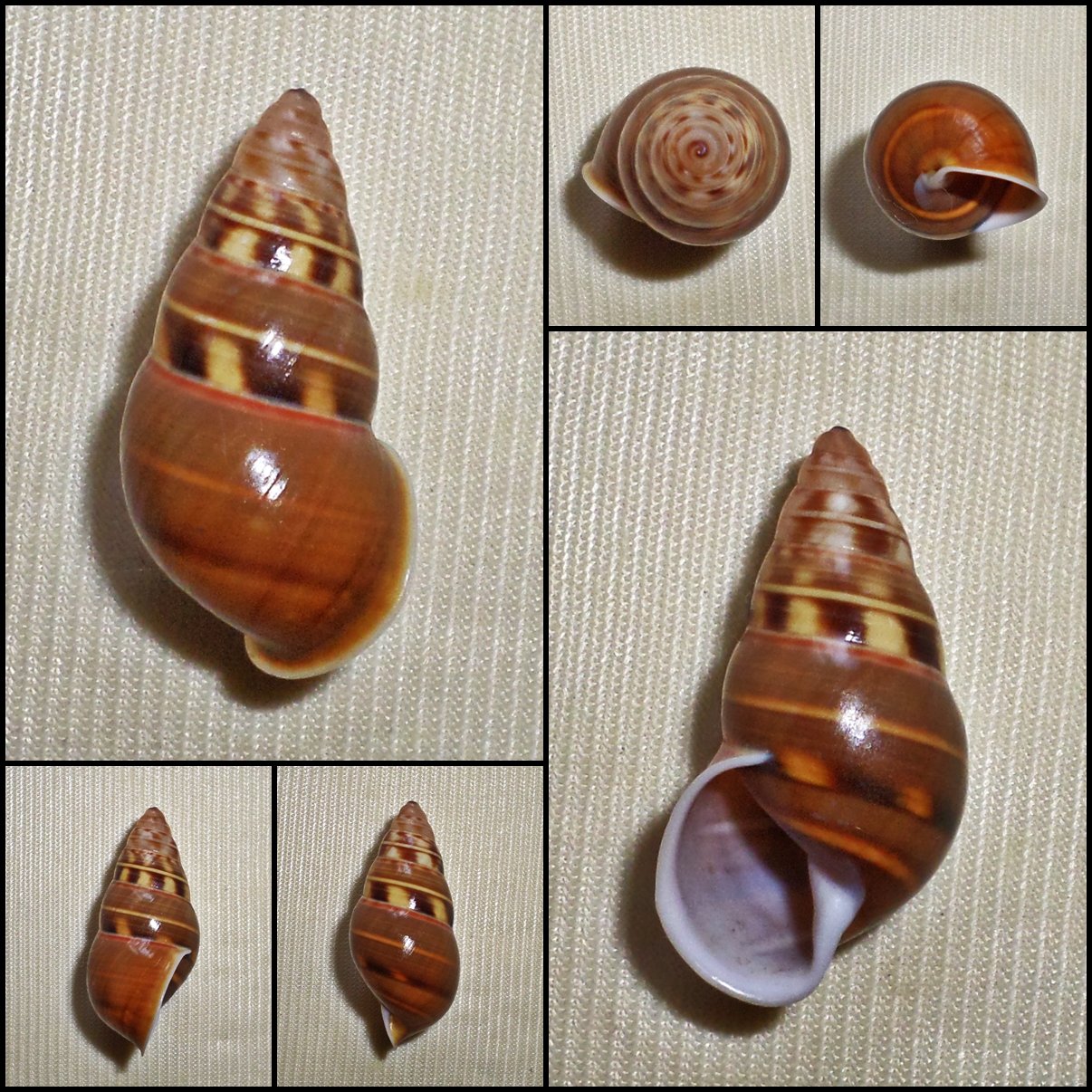 AAB22 - Amphidromus filozonatus 31.27mm