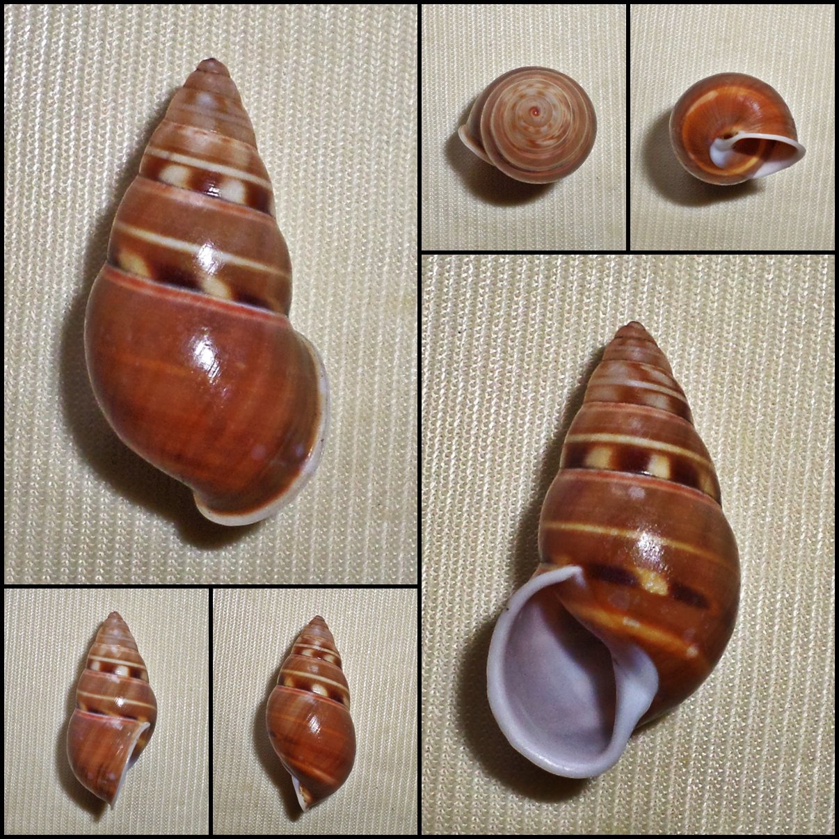 AAB24 - Amphidromus filozonatus 32.39mm