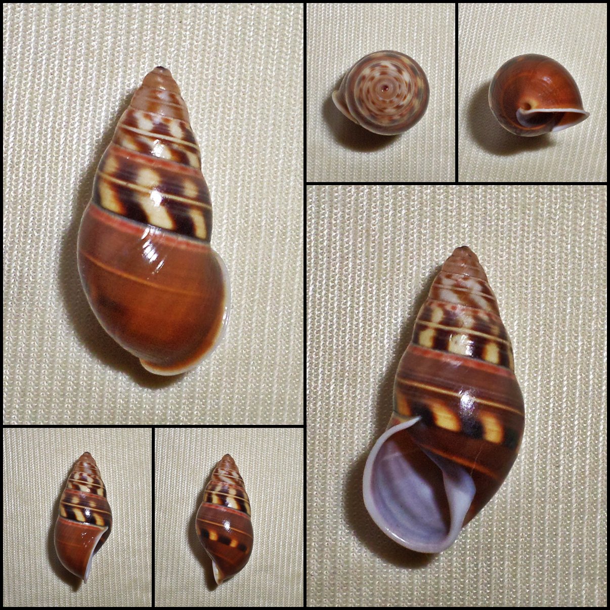AAB26 - Amphidromus filozonatus 29.62mm
