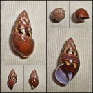 AAB26 - Amphidromus filozonatus 29.62mm