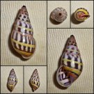 AAC21 - Amphidromus rottiensis 32.52mm