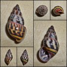 AAC25 - Amphidromus rottiensis 32.15mm